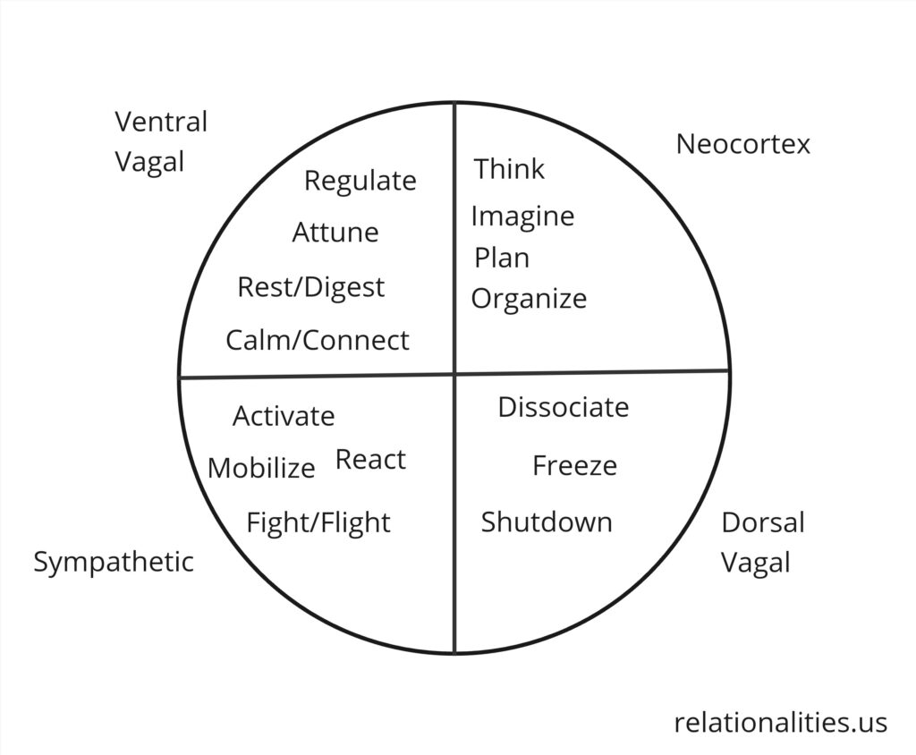 20240906 - ANS+Neocortex (1)